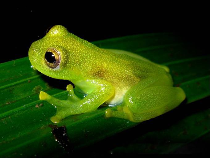 Glass Frog Logo